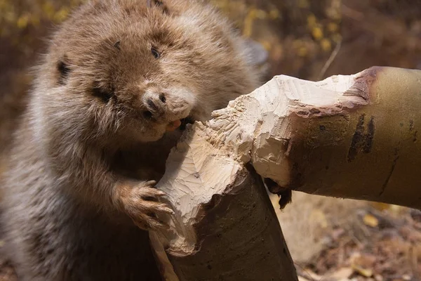 Beaver biting a tree — Stock Photo, Image