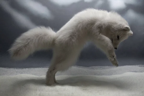 Маленький білий вовк — стокове фото