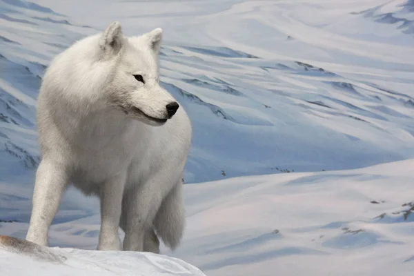 Biały Wilk polowania — Zdjęcie stockowe