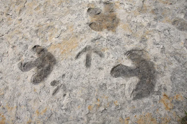 Pegadas de dinossauros em Colorado — Fotografia de Stock