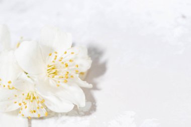 Yasemin çiçeği ve beyaz arkaplan, yatay yakın plan