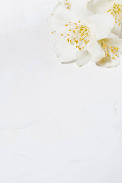 fragrant jasmine flower and white background, top view