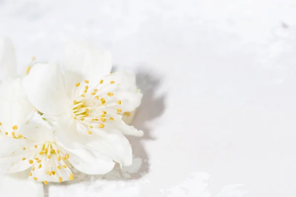 Pachnący Kwiat Jaśminu Białe Tło Zbliżenie Poziome — Zdjęcie stockowe