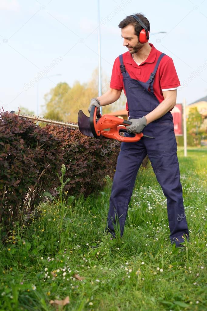 Professional gardner dressed with safety overalls using an hedge