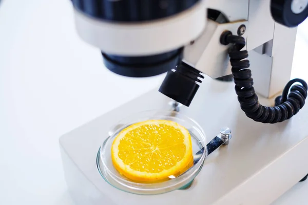 Контроль качества образцов апельсинов в лабораторном микроскопе — стоковое фото