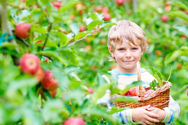 Liten pojke plockar röda äpplen på gården höst — Stockfoto