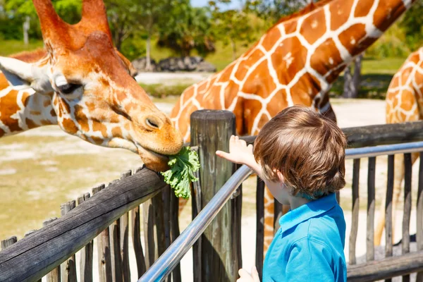 Little kid boy watching and feeding giraffe in zoo — Stock Photo, Image