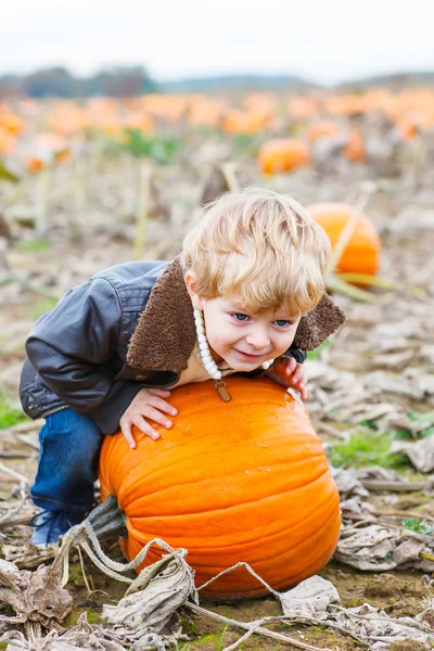 Little toddler kid boy with big pumpkin in garden — Stock Photo, Image