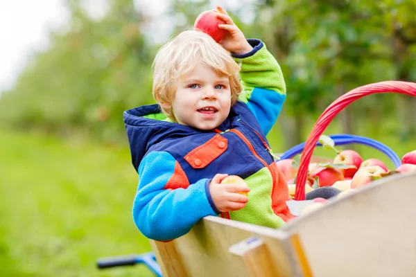 Toddler chłopiec zbieranie jabłek na farmie — Zdjęcie stockowe