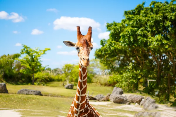 Jerapah di taman safari kebun binatang. Hewan satwa liar yang indah — Stok Foto