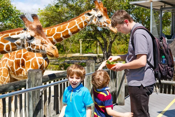 Deux petits enfants garçons et père regarder et nourrir girafe dans — Photo