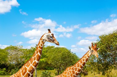 Zürafalar Hayvanat Bahçesi safari Park. Güzel vahşi hayvanlar