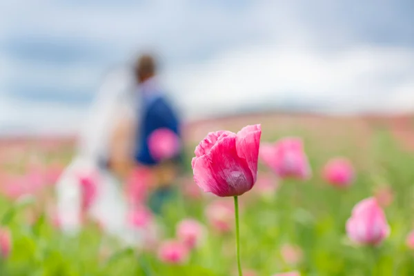 Felice coppia di nozze nel campo di papavero rosa — Foto Stock