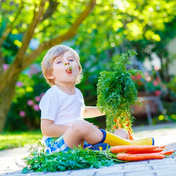 Rolig liten unge pojke med morötter i trädgården — Stockfoto