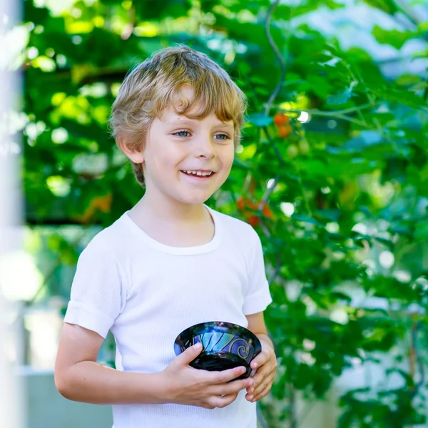 Liten unge pojke plocka tomater i växthus — Stockfoto