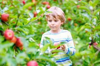 Küçük çocuk sonbaharda çiftlikte kırmızı elma topluyor.