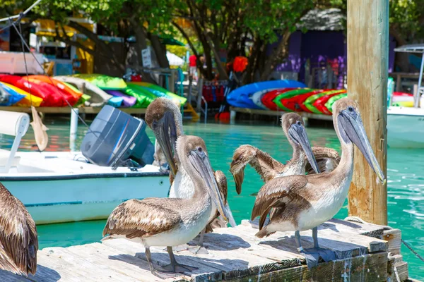 Grandes pelícanos marrones en Islamorada, Florida Keys —  Fotos de Stock