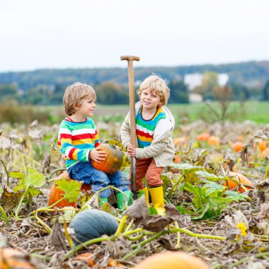 İki küçük çocuk çocuklar ile büyük kabak yama