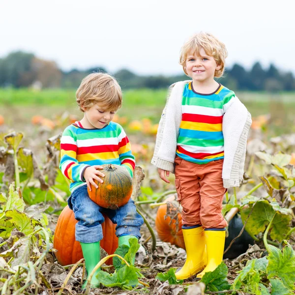 İki küçük çocuk çocuklar ile büyük kabak yama
