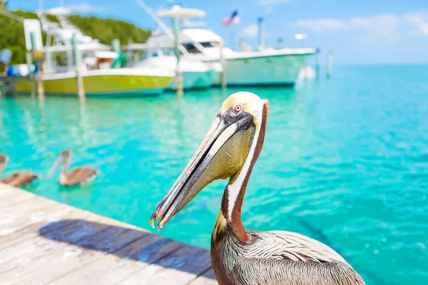 Grandes pelícanos marrones en Islamorada, Florida Keys —  Fotos de Stock
