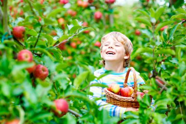 Küçük çocuk sonbaharda çiftlikte kırmızı elma topluyor.