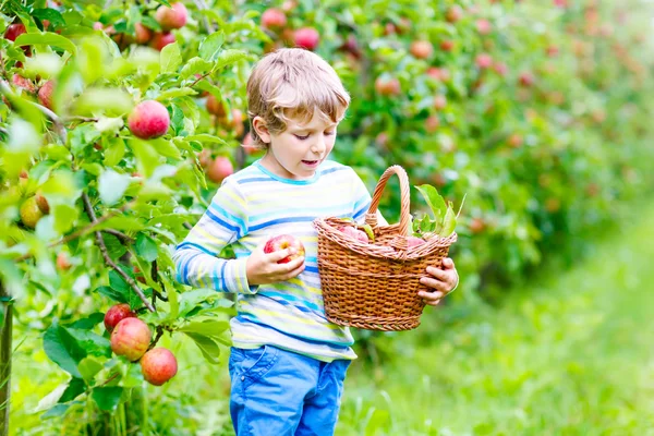 秋の農場で赤いリンゴを摘む小さな男の子 — ストック写真
