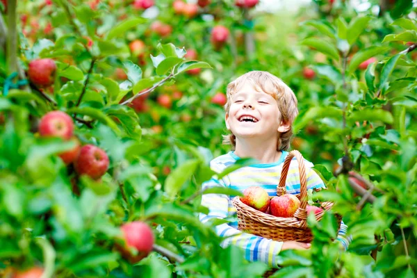 Küçük çocuk sonbaharda çiftlikte kırmızı elma topluyor. — Stok fotoğraf