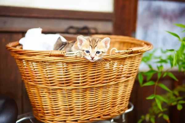 Drie kleine katjes in een mand. — Stockfoto