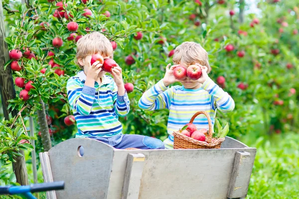 Deux petits garçons cueillant des pommes rouges à la ferme automne — Photo