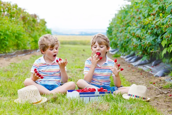Два маленьких друга, мальчишки веселятся на малиновой ферме — стоковое фото