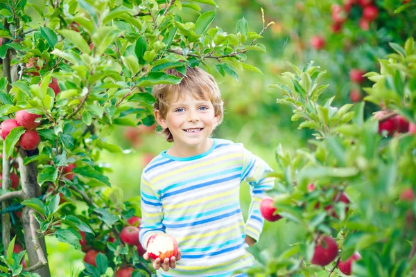 Niño pequeño recogiendo manzanas rojas en la granja otoño —  Fotos de Stock