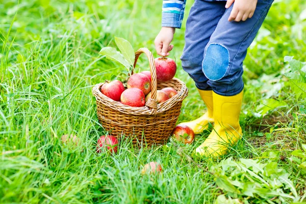 Jambes d'enfant en bottes de pluie jaunes et pommes rouges — Photo