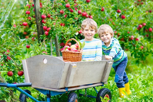 Two little kids boys picking red apples on farm autumn — Stock Photo, Image