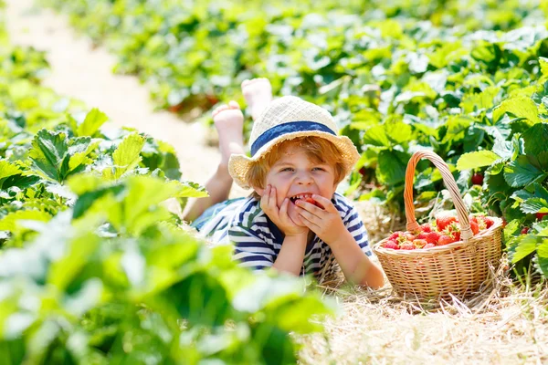 Menino pegando morangos na fazenda, ao ar livre . — Fotografia de Stock