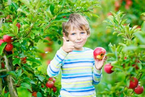 Malý chlapec sbírá červená jablka na farmě podzim — Stock fotografie
