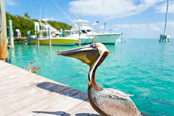 Grandes pelícanos marrones en Islamorada, Florida Keys —  Fotos de Stock