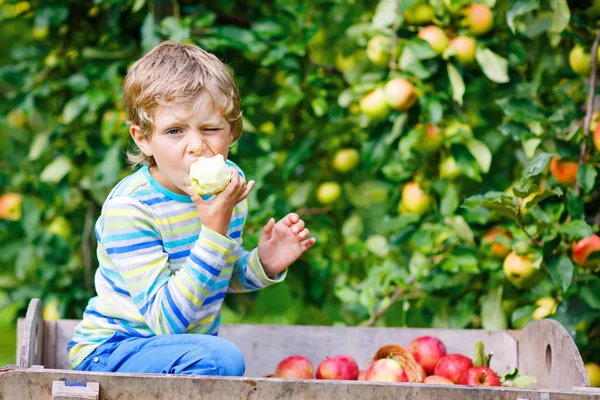 Ragazzino raccogliendo mele rosse in autunno fattoria — Foto Stock