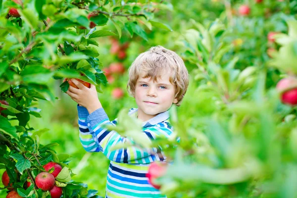 Kleine jongen plukt rode appels op boerderij herfst — Stockfoto