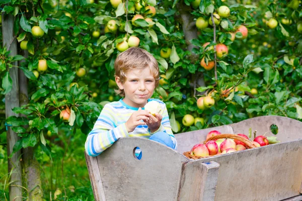 Mały chłopiec zbierając czerwone jabłka na farmie jesień — Zdjęcie stockowe