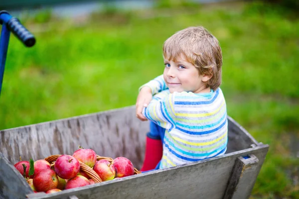 Kleine jongen plukt rode appels op boerderij herfst — Stockfoto