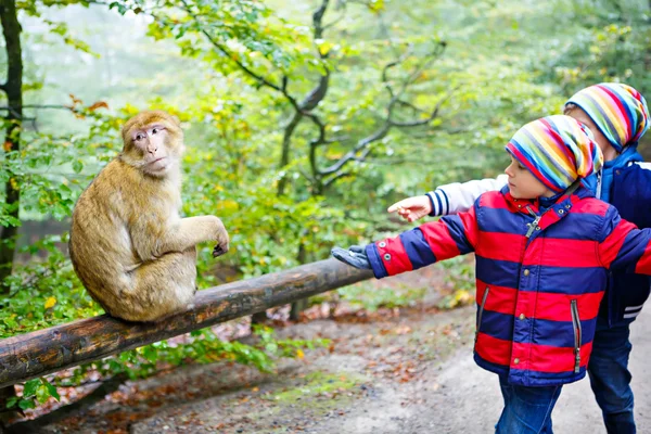 Two little kids boys in colorful clothes feeding monkey — Stock Photo, Image