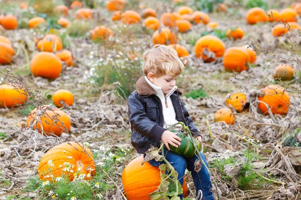 Petit enfant tout-petit garçon avec grande citrouille dans le jardin — Photo