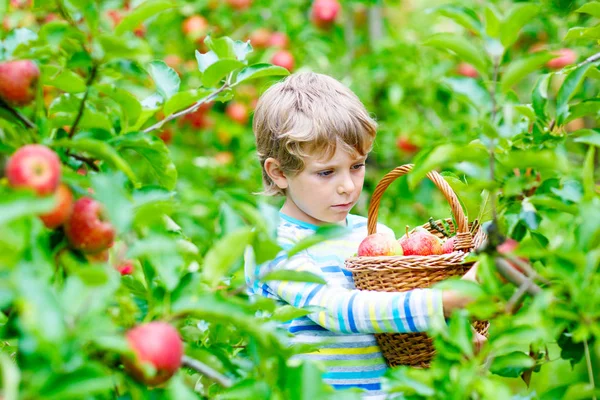 Küçük çocuk sonbaharda çiftlikte kırmızı elma topluyor. — Stok fotoğraf