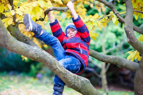 Niño pequeño en ropa colorida disfrutando de trepar en el árbol en el día de otoño — Foto de Stock