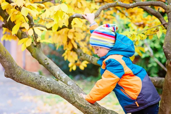 Little kid boy in colorful clothes enjoying climbing on tree on autumn day — Stock Photo, Image