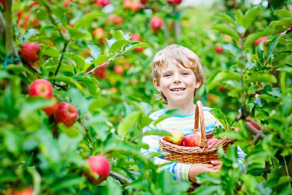 Ragazzino raccogliendo mele rosse in autunno fattoria — Foto Stock