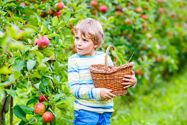 Liten pojke plockar röda äpplen på gården höst — Stockfoto