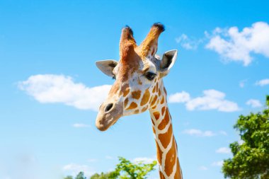 Zürafalar Hayvanat Bahçesi safari Park. Güzel vahşi hayvanlar
