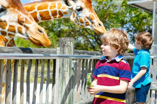 Twee kleine kids jongens en vader kijken en giraffe in voeding — Stockfoto