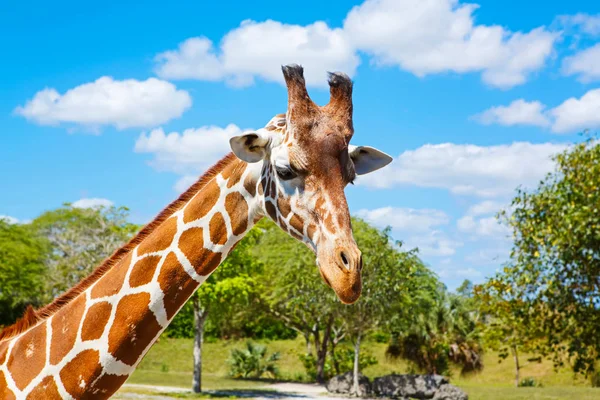 Zürafalar Hayvanat Bahçesi safari Park. Güzel vahşi hayvanlar — Stok fotoğraf